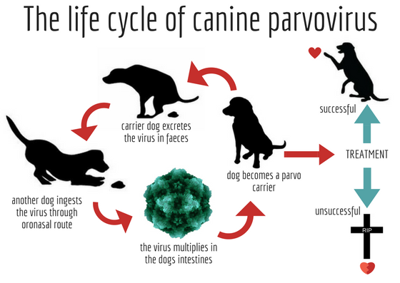 猫杯状病毒治疗方法：从预防到治疗的全面解析