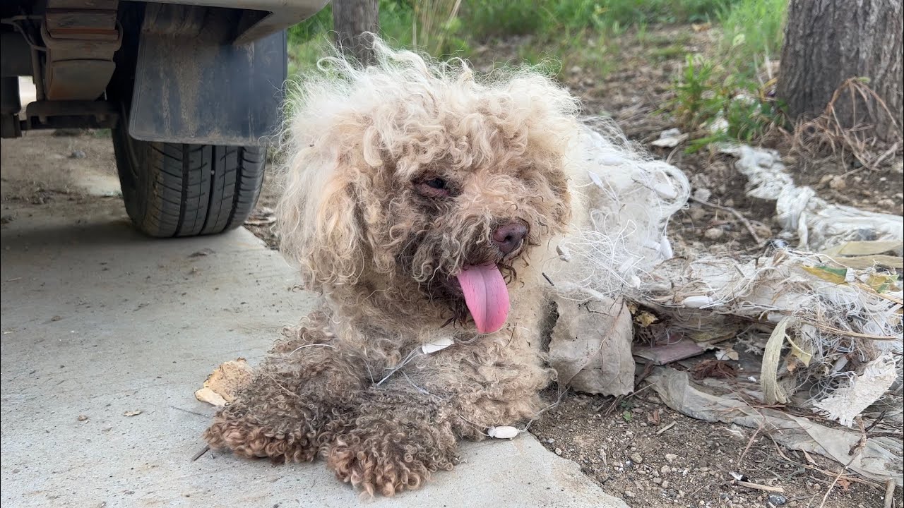 比熊犬美容指南：不同比熊犬毛发修剪技巧及注意事项