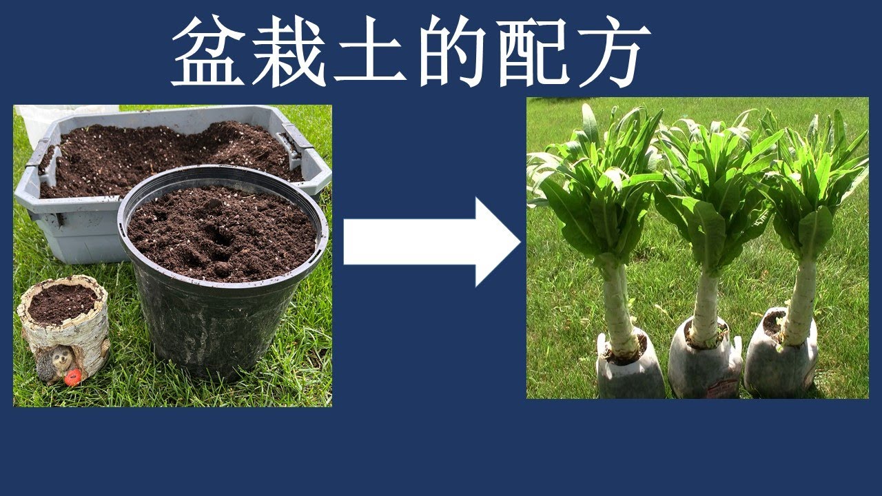 花蔫了怎么办？急救妙招与日常养护技巧大全