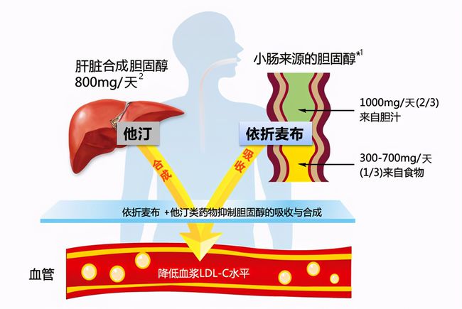 血清总胆固醇偏高是怎么回事？深度解析高胆固醇的成因、危害及应对策略