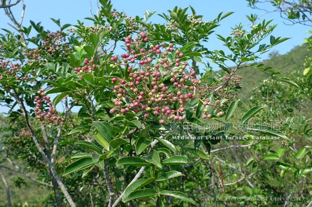 绿菄花做吃的各种方法：从选择到做法，帮你做出最具味道的绿菄花点志