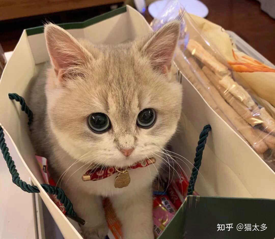 猫幼崽怎么养：新手铲屎官的完整指南