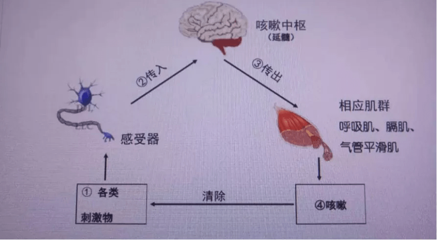 小孩子咳嗽怎么办？实用家庭护理及就医指南