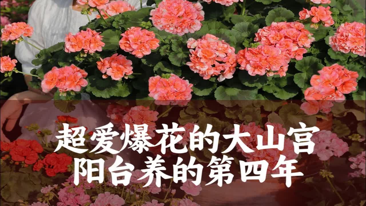 天竺葵怎么养？从种植到养护的完整指南，助你轻松拥有美丽花朵