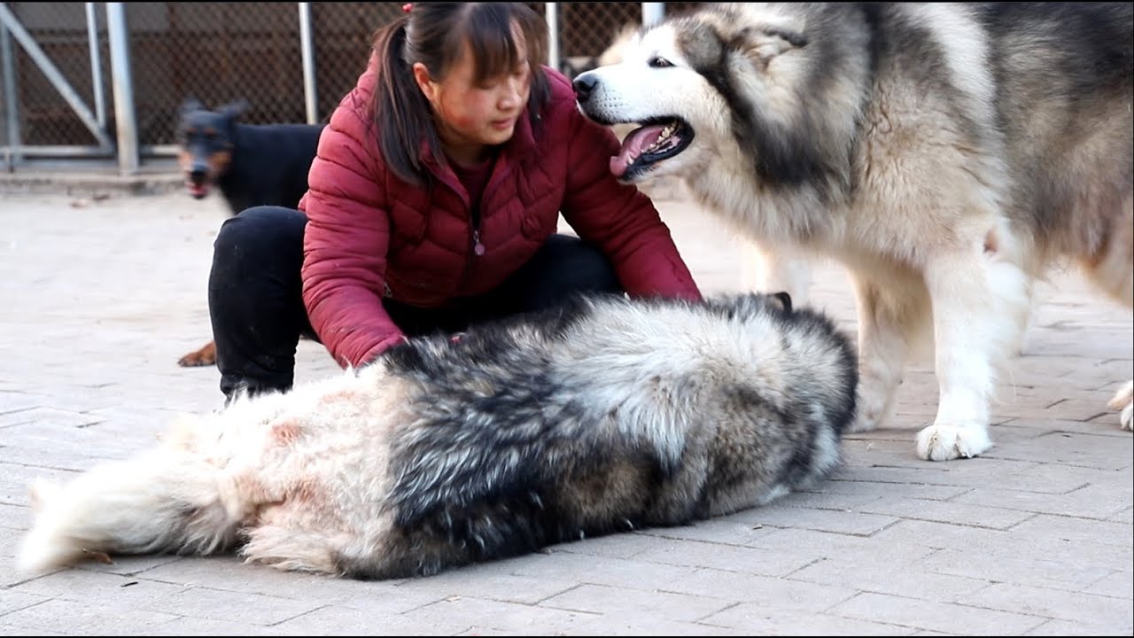 阿拉斯加雪橇犬饲养指南：从幼犬到成犬的全面养护策略