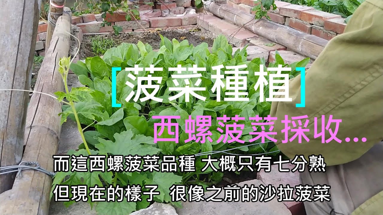 怎么种植菠菜？从播种到采收的完整指南，助你收获鲜嫩菠菜