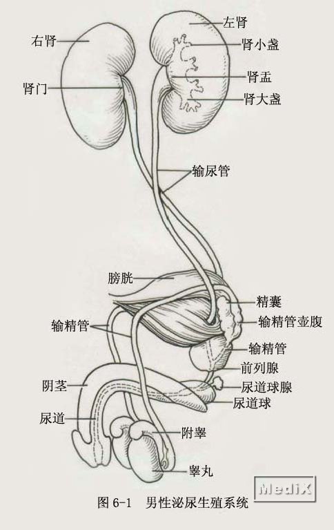 男生如何安全健康地增大男性生殖器？方法、风险与误区辨析