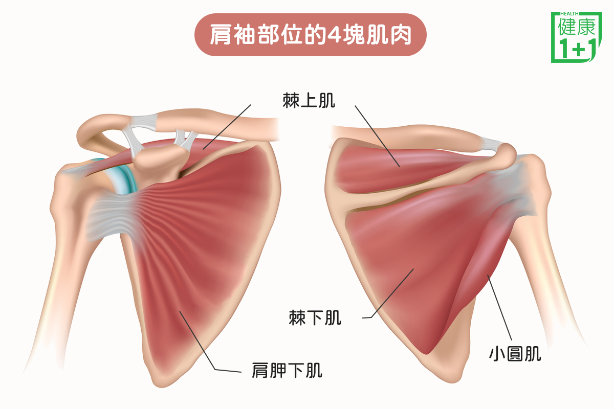 肩膀疼胳膊抬不起来是怎么回事？深度解析肩袖损伤、颈椎病等常见病因