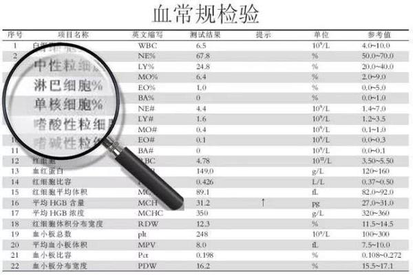 淋巴细胞比率高是怎么回事？深入解析血液检查中的淋巴细胞比例升高