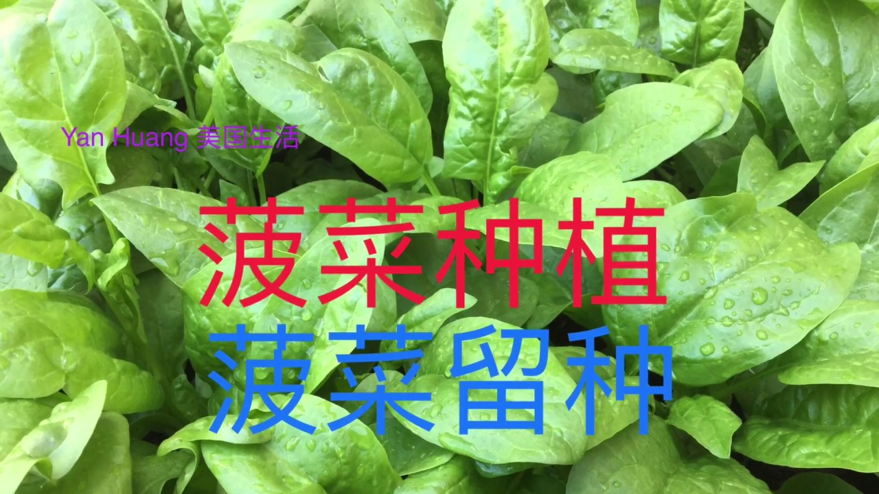 菠萝怎么种？从选种到收获的完整种植指南