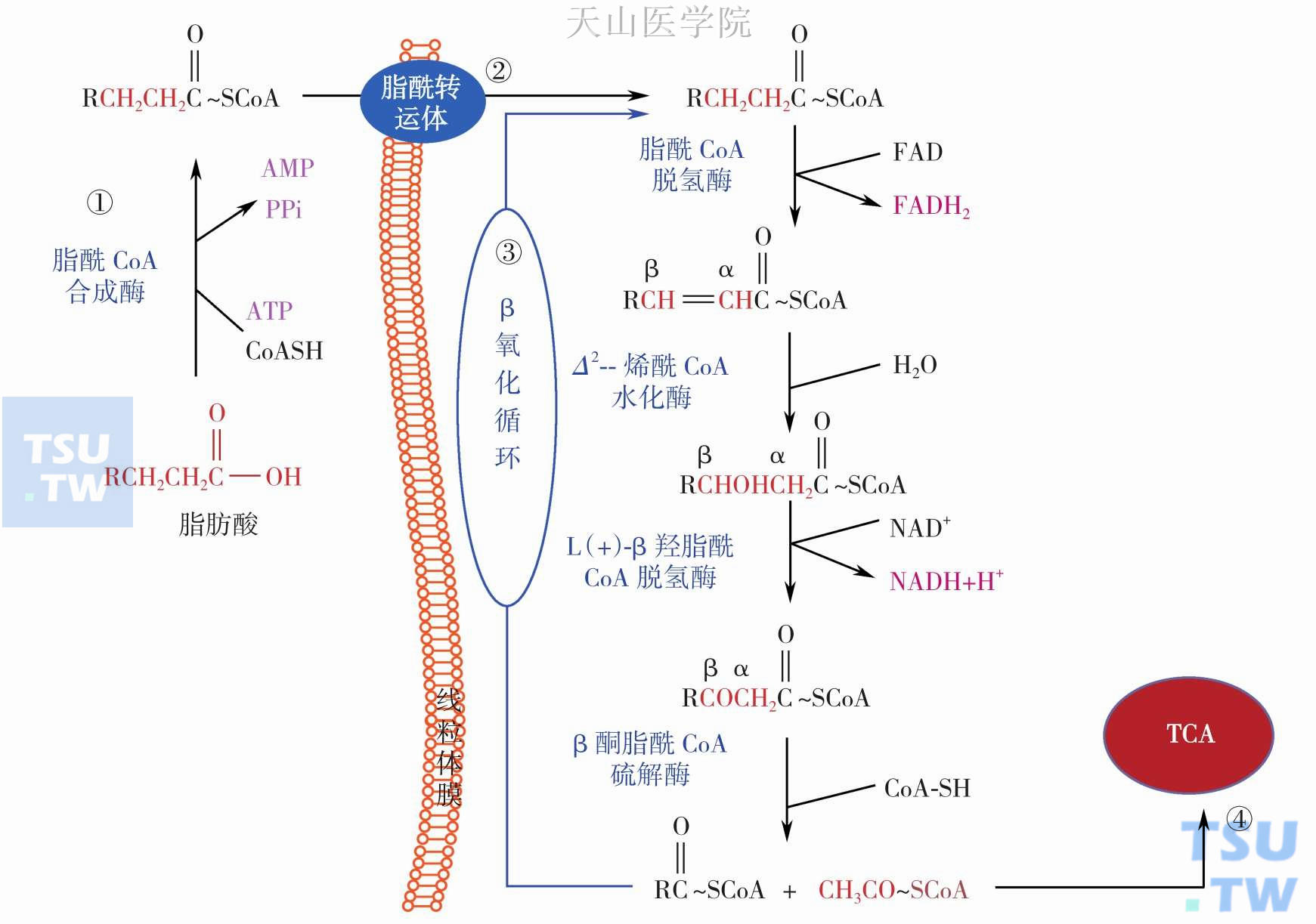 脂肪怎么能从身体里排出来？深度解析脂肪代谢与健康减肥