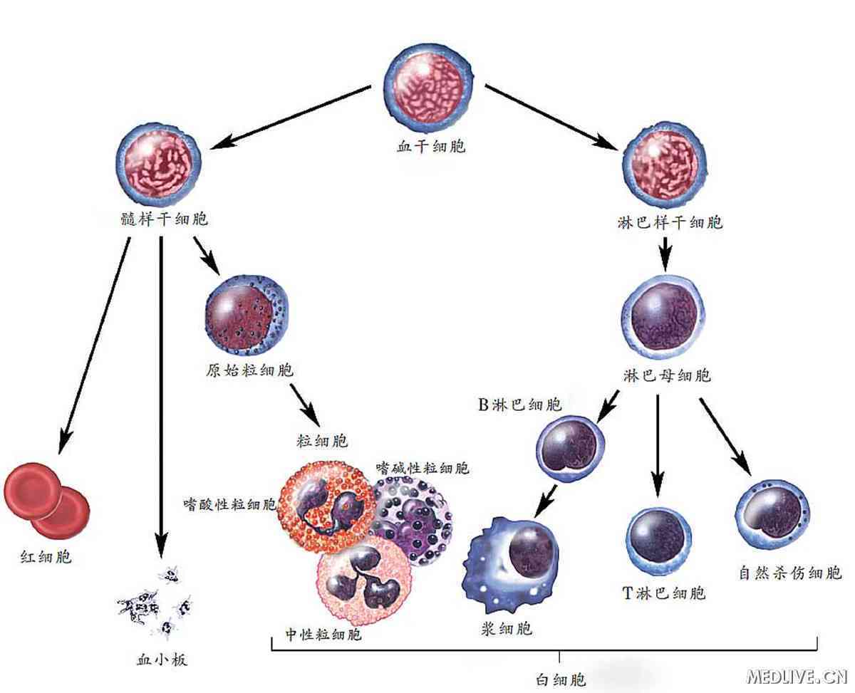 嗜酸性粒细胞低是怎么回事？深入解析低嗜酸性粒细胞的原因及临床意义