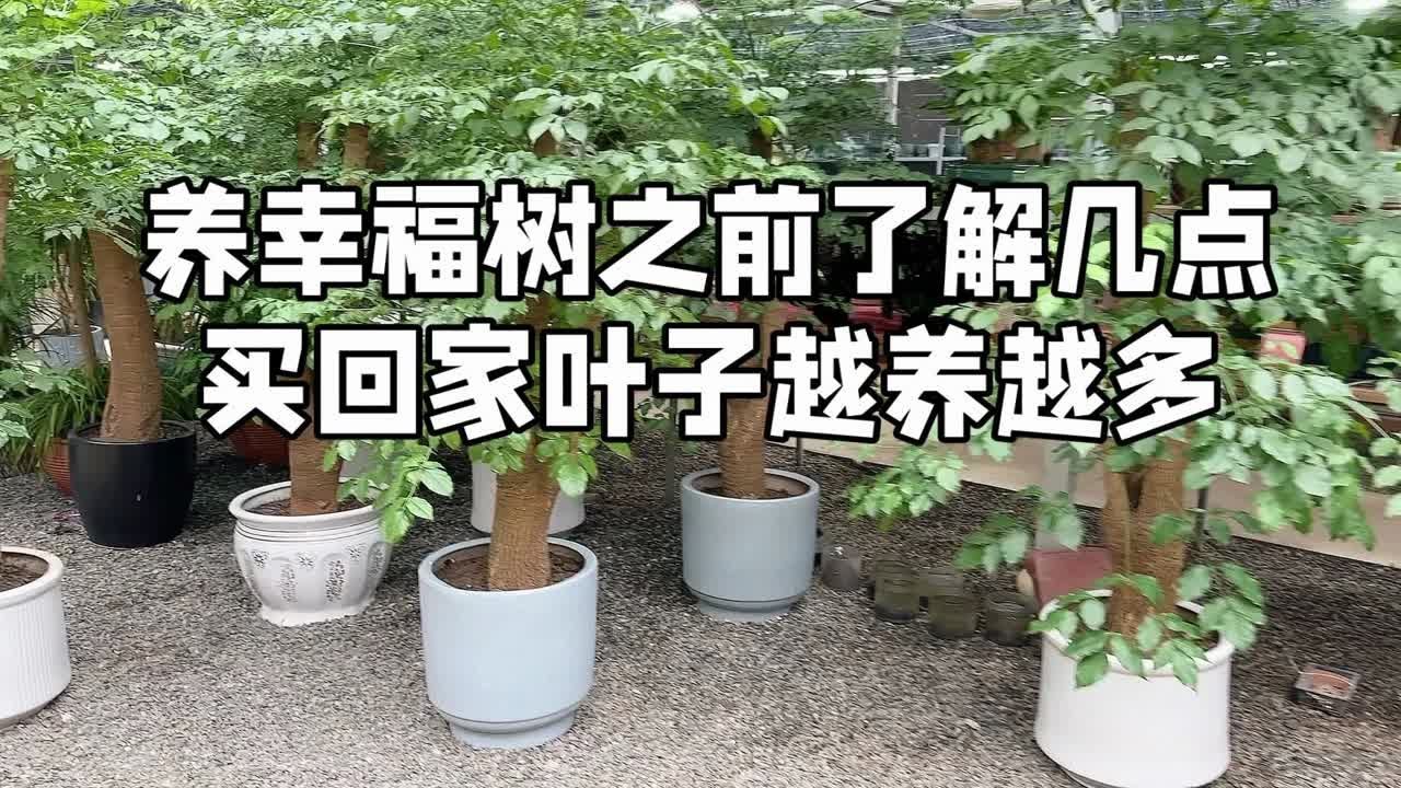 幸福树叶子干枯发黄怎么办？拯救你的幸福树的实用指南