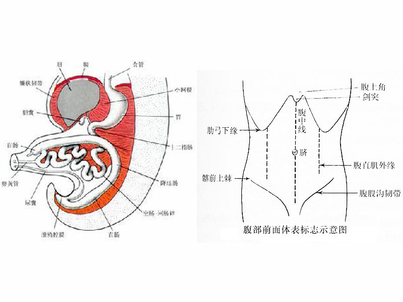 肠鸣怎么办快速解决？7个实用方法助你摆脱肠鸣困扰