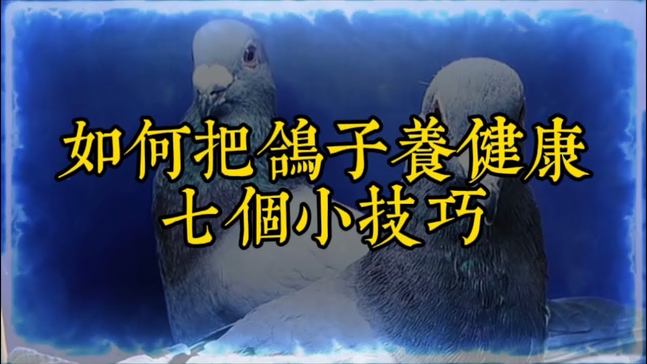 鸽子怎么做好吃？从选材到烹饪技巧的全方位指南