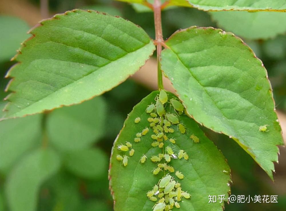 月季花怎么养？从种植到养护的全攻略，助你轻松拥有美丽花海