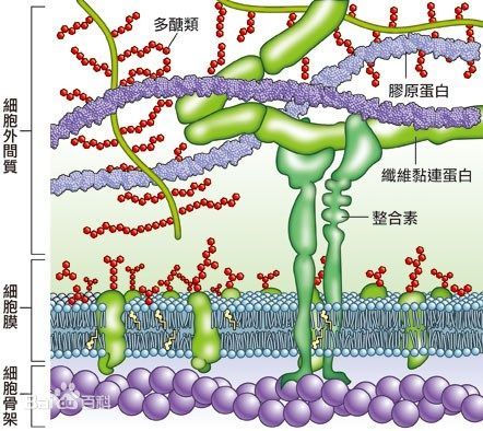 纤维蛋白原低是怎么回事？详解低纤维蛋白原血症的成因、症状及治疗