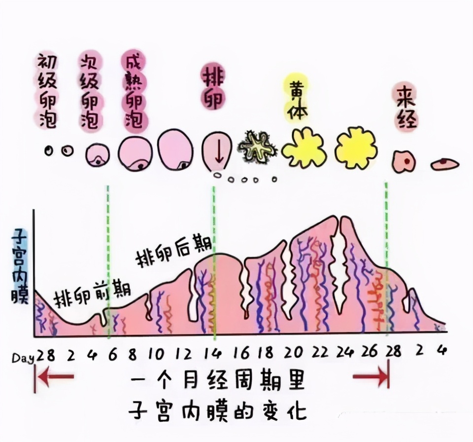 子宫内膜增厚是怎么回事？详解病因、症状及治疗方法