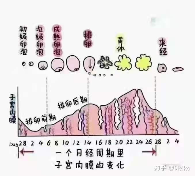 白带褐色是怎么回事？解读女性私处健康信号