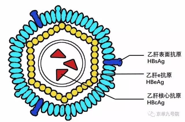 乙肝三系检查单怎么看？解读报告结果及临床意义