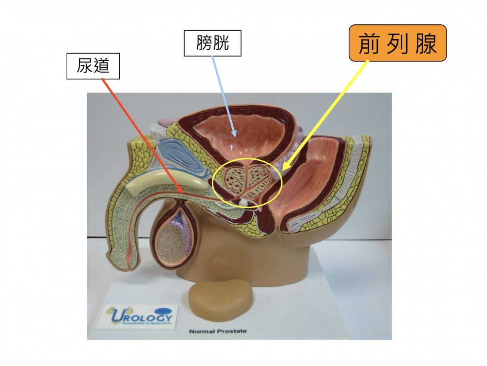 检查前列腺怎么检查？详解前列腺检查方法及注意事项