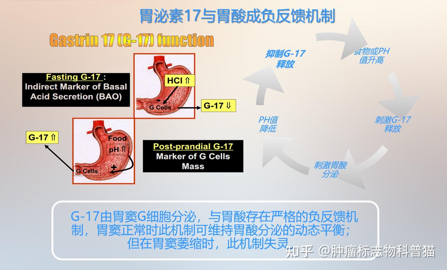 胃泌素17偏低怎么办？深度解析及应对策略