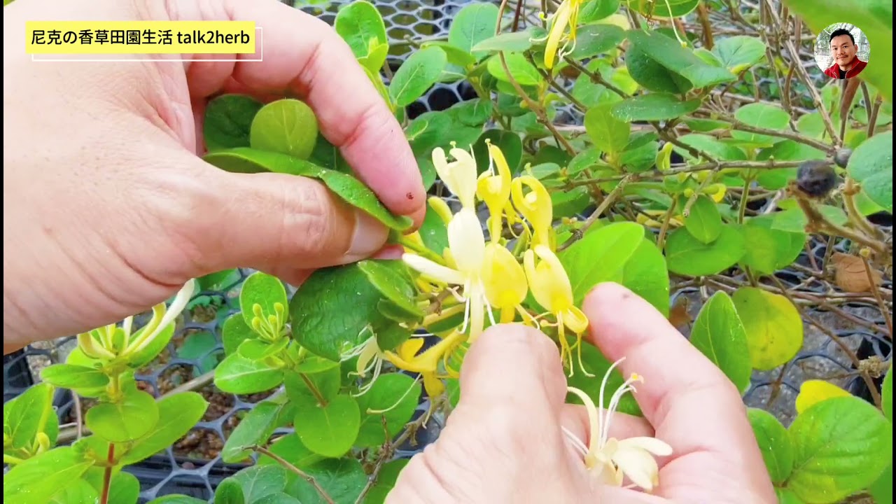 金银花怎么晒干的做法：高效保存药用价值的完整指南