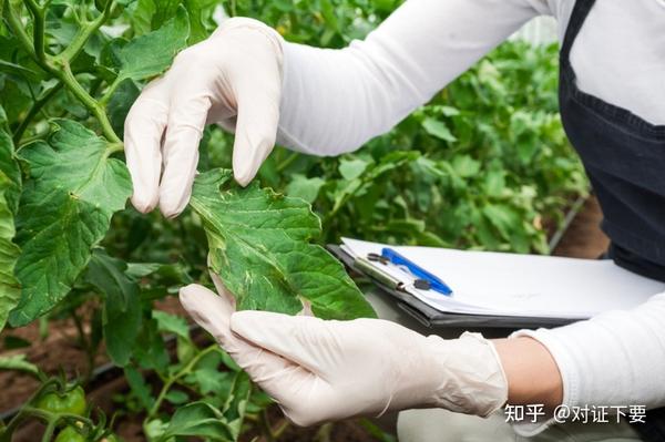 食品检验员证书考试指南：流程、要求及未来发展