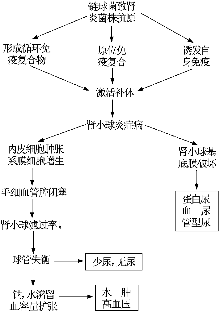 肾炎是怎么引起的？从原因到预防的全面分析