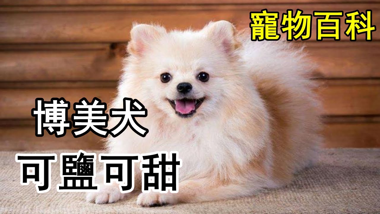 博美犬训练全攻略：从基础指令到高级技巧，助你轻松拥有乖巧爱犬