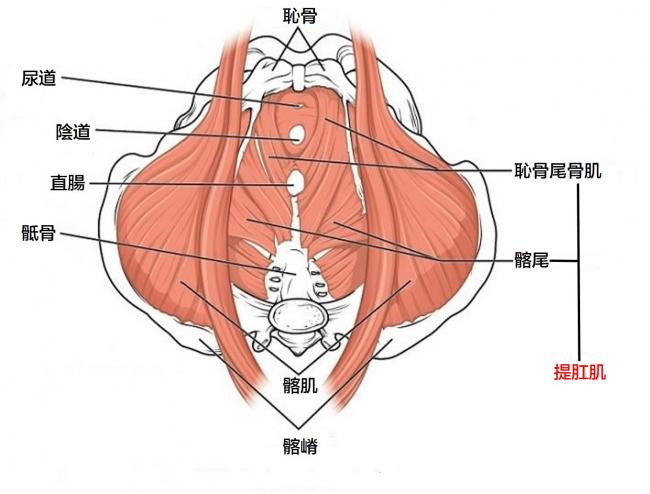 产后阴道松弛怎么办？恢复紧致的实用指南及潜在风险