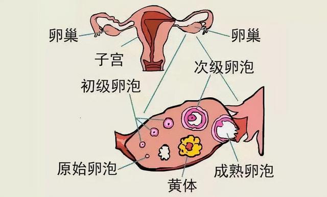 黄体破裂怎么治疗？详解治疗方法、风险及术后护理