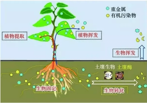 什么土最新？2024年园艺潮流土质分析及应用