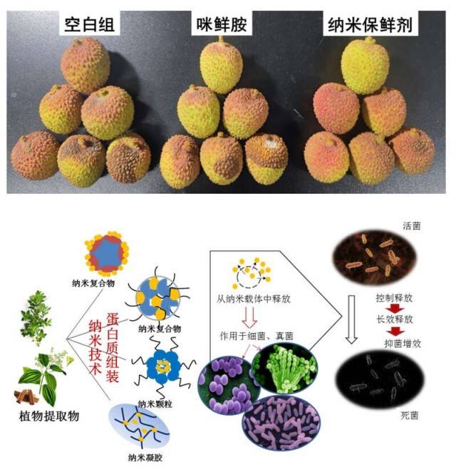 最新鲜玉米的秘密：从田间到餐桌的品质之旅