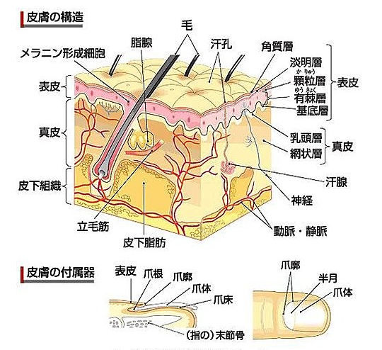 蔀女皮肤最新举览：从历史到现在的完美过程