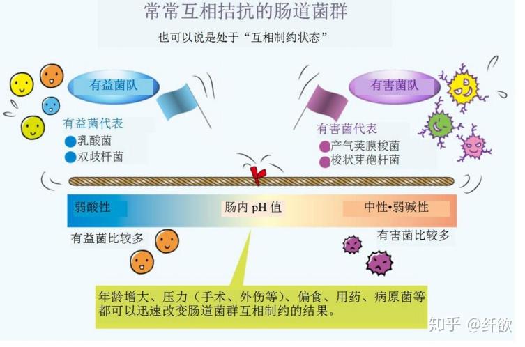 排便最新药深度解析：功效、风险与未来趋势