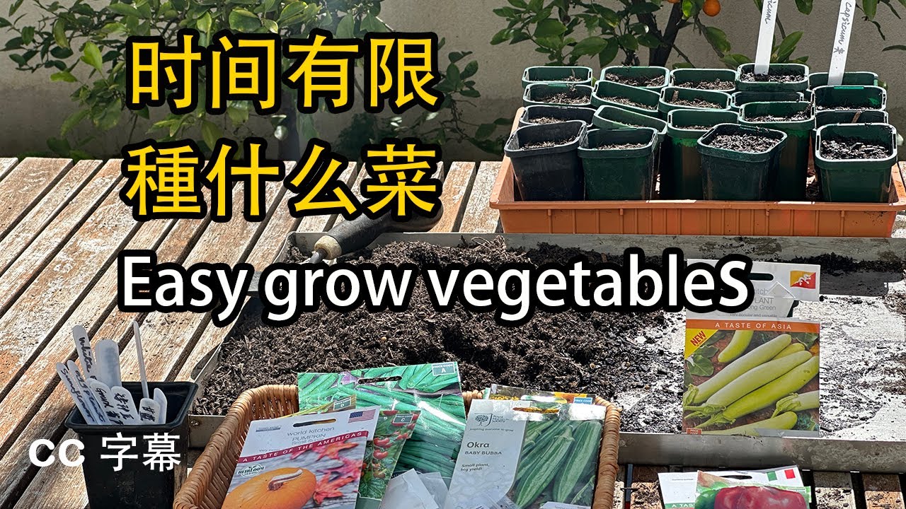 连云港蔬菜价格波动分析：最新连云港蔬菜价格表及市场走势预测