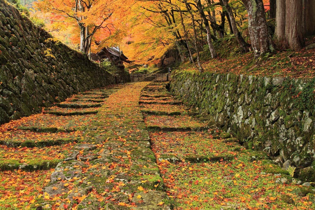 公吉寺程峰最新消息：深度解析及未来展望