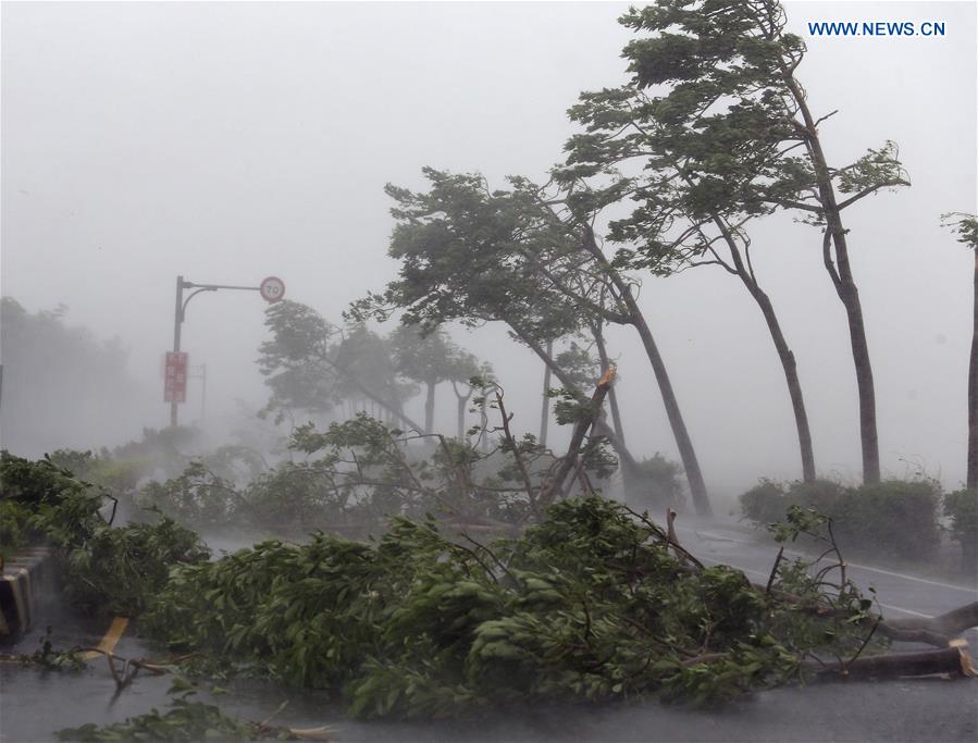 台风鹦鹉最新消息：路径预测、影响评估及应对策略