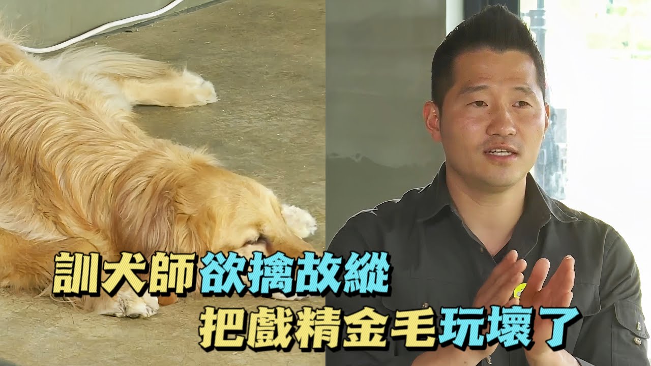 金毛犬训练宝典：全面解析如何有效训练你的金毛