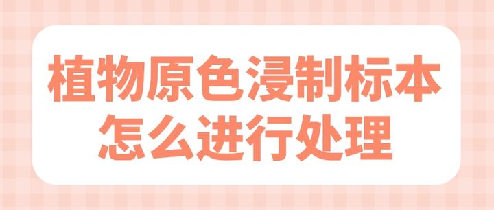 干豆怎么做好吃？解锁美味干豆的烹饪技巧与秘诀