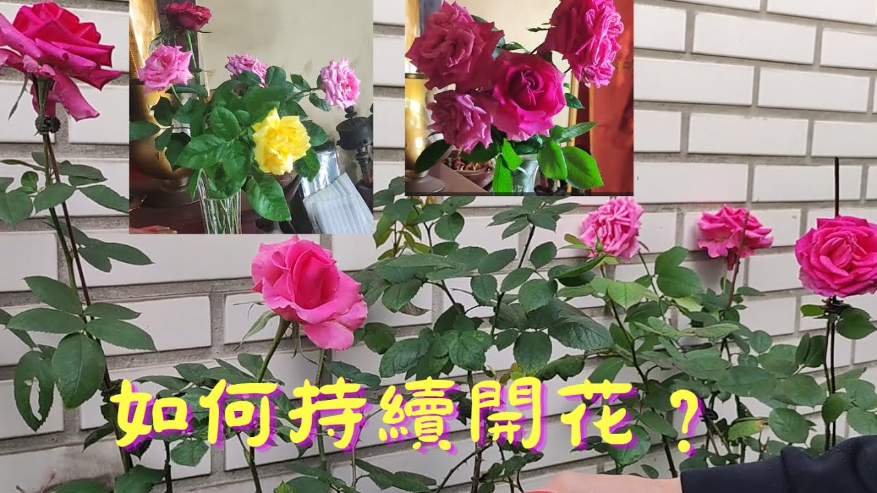 玫瑰花怎么画的？从入门到精通的绘画技巧及步骤详解