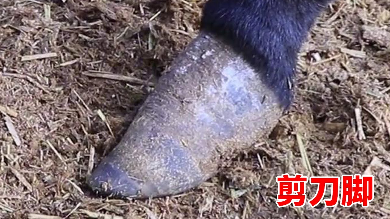 牙状小怎么办？完全解释和解决方案