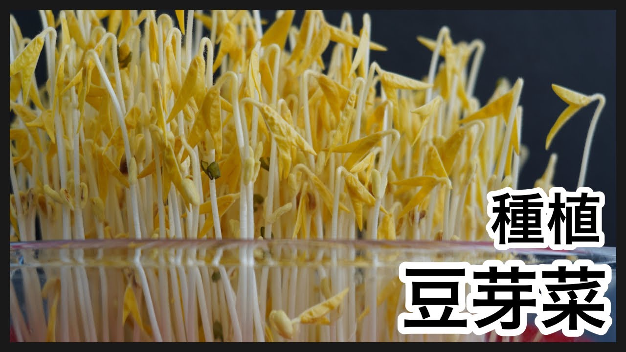 轻松在家做豆芽菜：从选豆到收货的完整指南